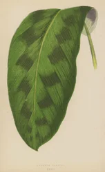 Maranta Pardina